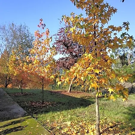 Oda ve Kahvaltı Casa De Apeleiras Marco de Canavezes